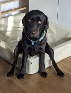 Hund Labrador Ella